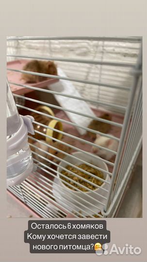 Сирийский хомяк