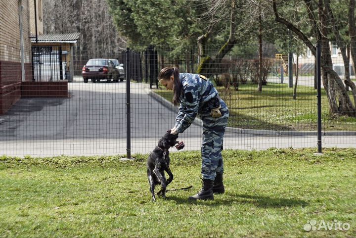 Услуги кинолога