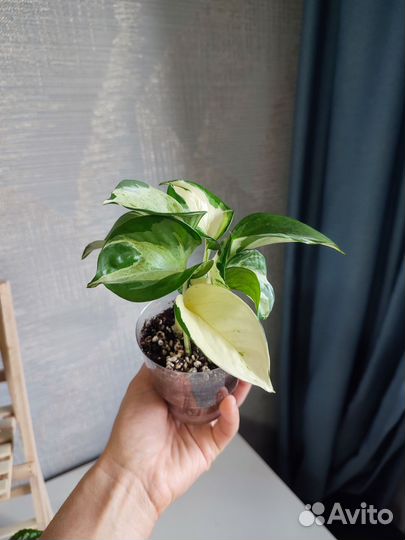 Комнатные цветы растения