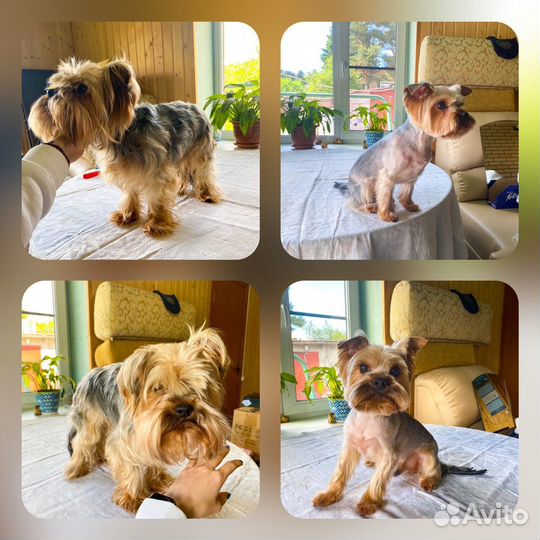 Грумер с выездом на дом