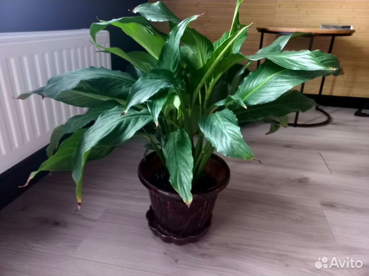 Цветок женское счастье (бронь)