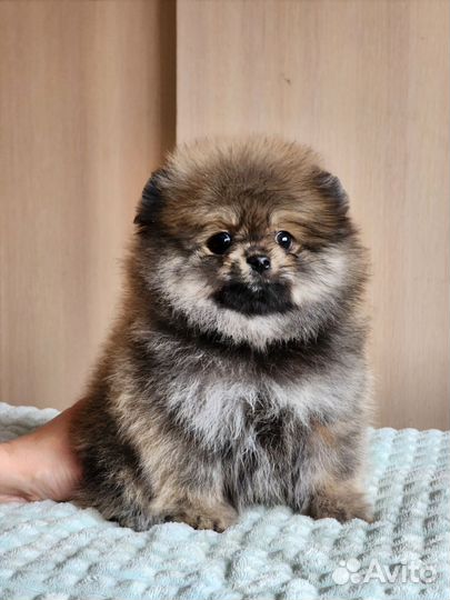Померанский шпиц