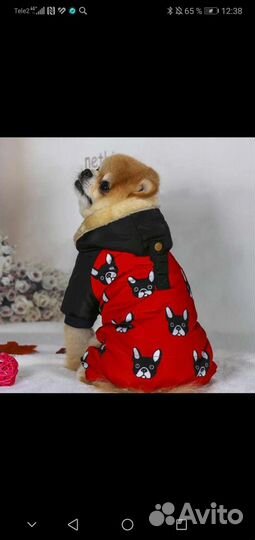 Одежда для маленьких пород собак
