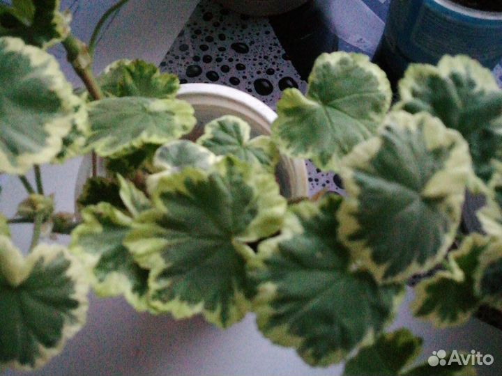 Пеларгония герань