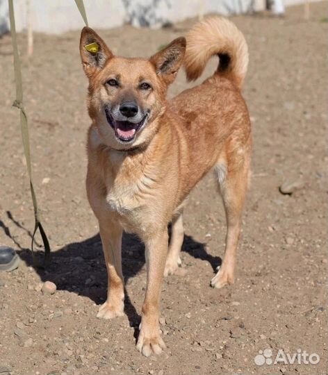 Собака в добрые руки