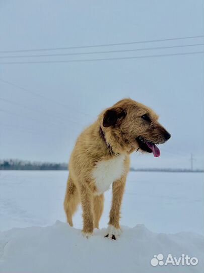 Ласковая Молли ищет дом