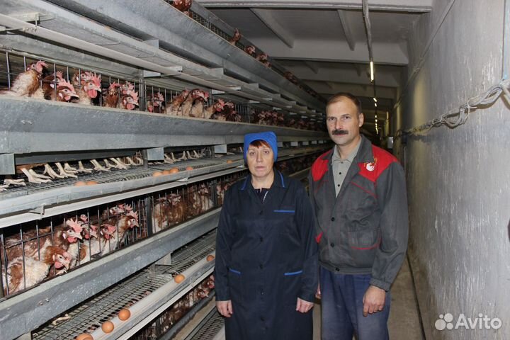 Упаковщики на птицефабрику Лиски