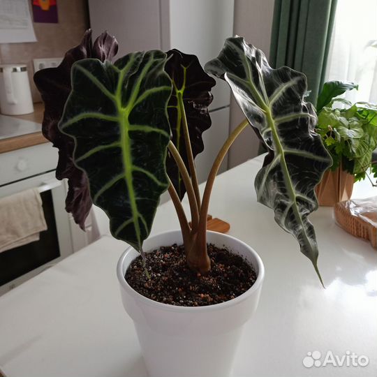 Аллоказия Полли