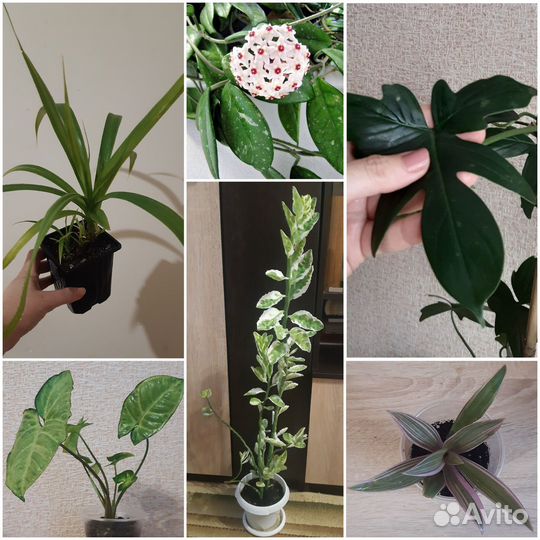 Комнатные цветы