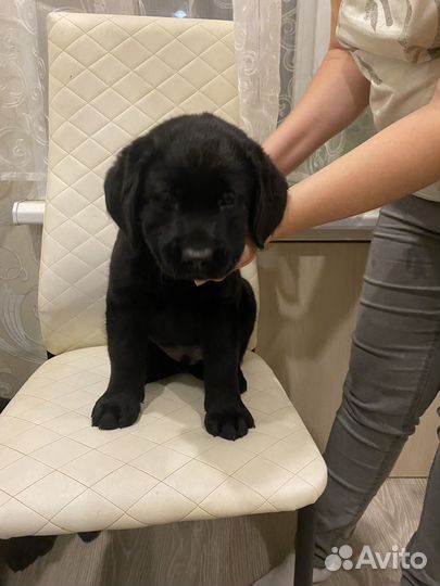 Щенки лабрадора