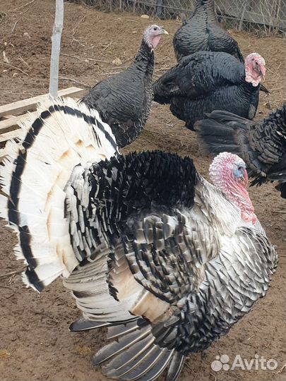 Индюки индюшата