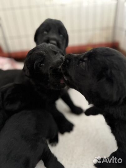 Щенки лабронемцы