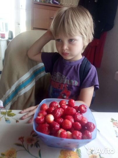 Клубника саженцы