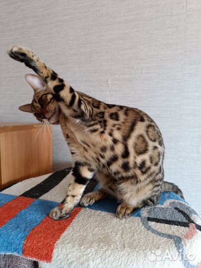 Леопардовая красавица