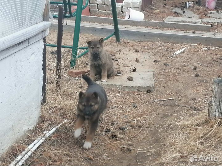 Домашние животные собаки щенки