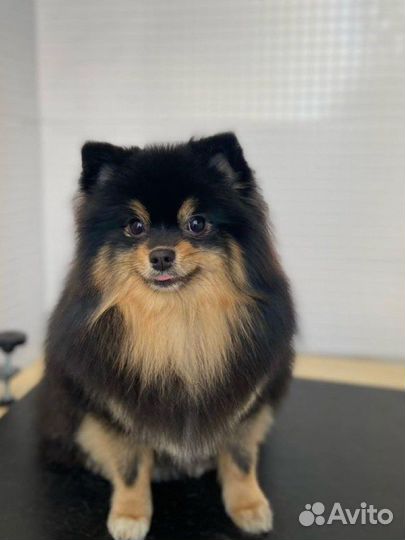 Груминг стрижка собак