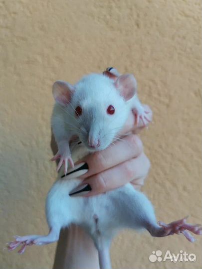Крыса в добрые руки