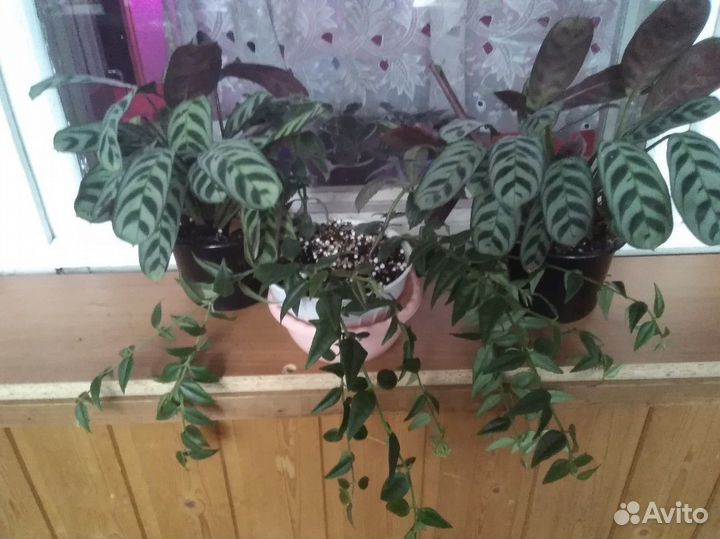 Комнатные цветы маранта