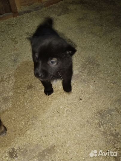 Отдам щенков в добрые руки