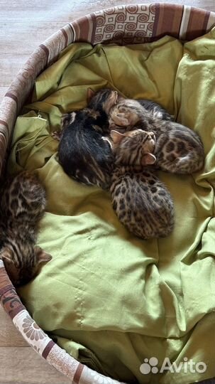 Бенгальские котята