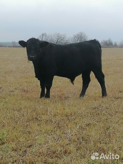 Абердин- ангусские бычки