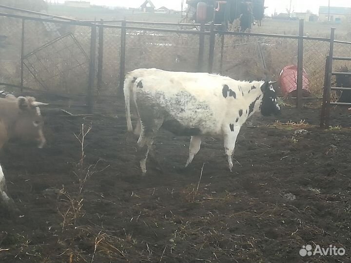 3 тёлки 1 бычек