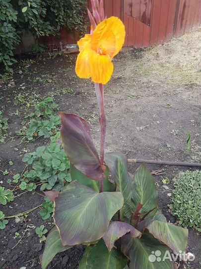 Цветы канны