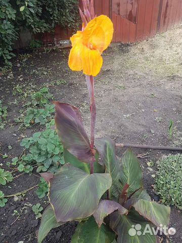 Цветы канны