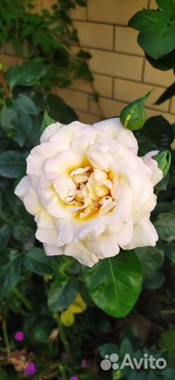 Саженцы роз