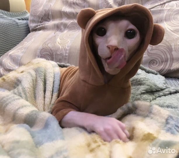 Выкройки одежды для животных / построение выкроек