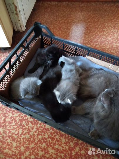 Котята в добрые руки