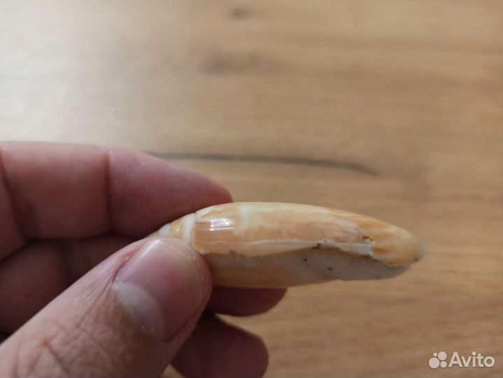 Морская раковина