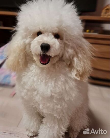 Вязка пудуль мальчик