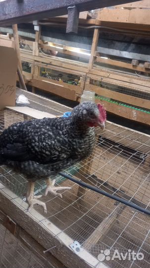 Молодые петушки