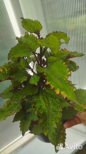 Колеусы вегетативные