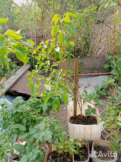 Сирень махровая и розовая. Мята