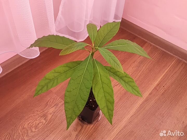 Комнатное дерево из косточек