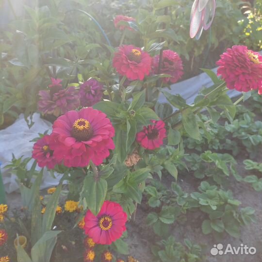 Семена цинии