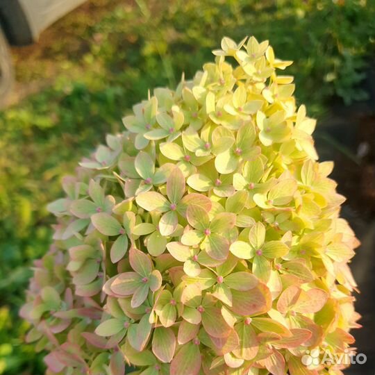 Гортензия Пиксио