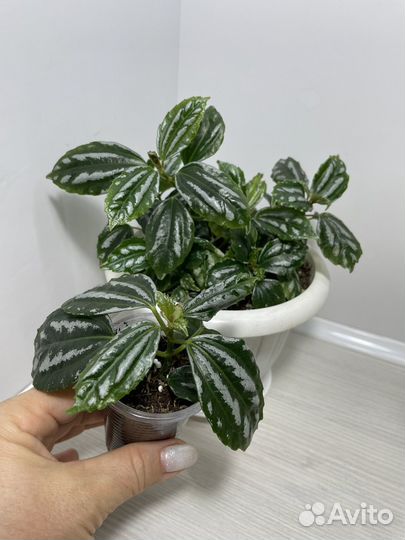 Комнатные растения цветы