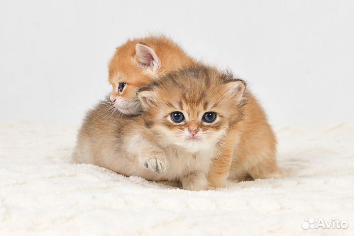 Комочек счастья