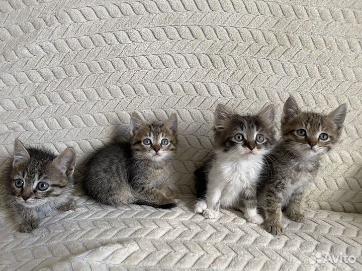 Котята бесплатно