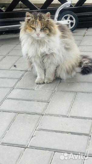 Трехцветная