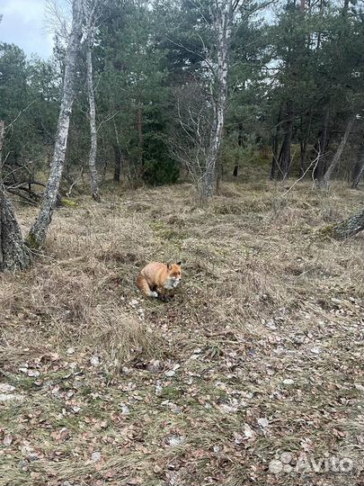 Индивидуальные экскурсии на Куршскую косу