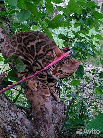 Бенгальская