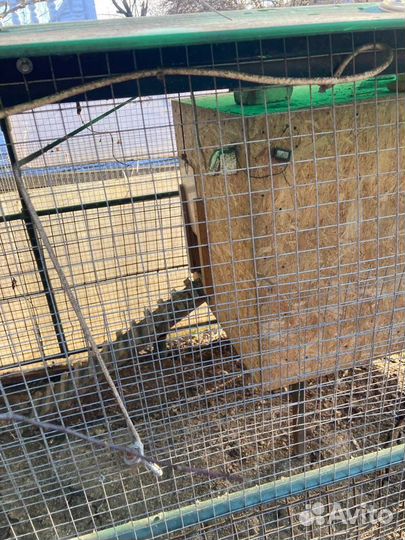 Курятник с выгулом для куриц