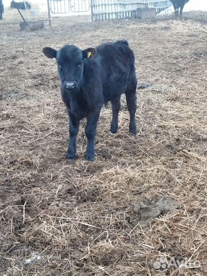 Коровы с телятами. Бык