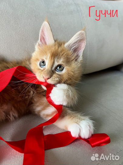 Котята мейн-кун с документами