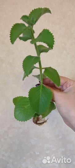 Комнатная мята Плектрантус (Ароматная)