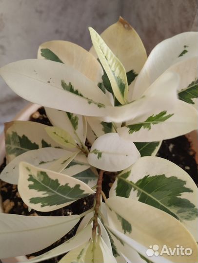 Фикус Альбомаргината